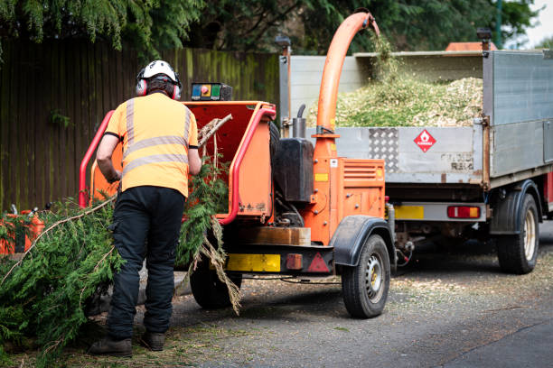 Professional Tree Care Services in Cherokee, NC