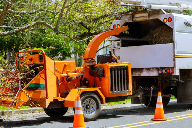 How Our Tree Care Process Works  in  Cherokee, NC