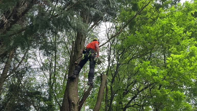 Best Commercial Tree Services  in Cherokee, NC